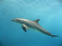 Floating von Gesellschaft zur Rettung der Delphine e.V.